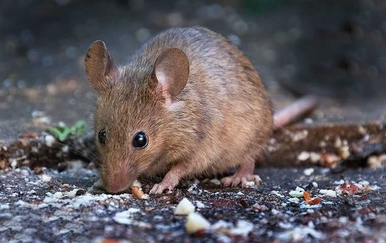 a little rodent