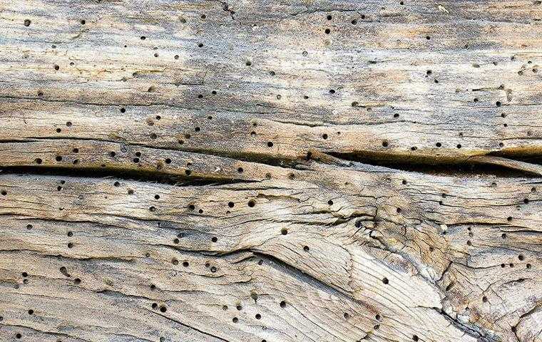 signs of powderpost beetle damage on wood