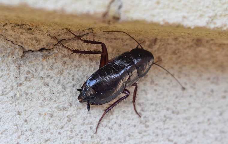 an oriental cockroach