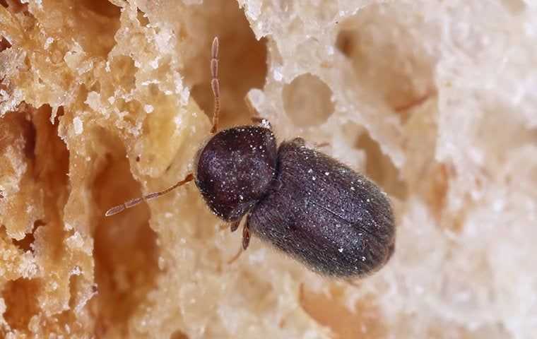 a drugstore beetle on bread