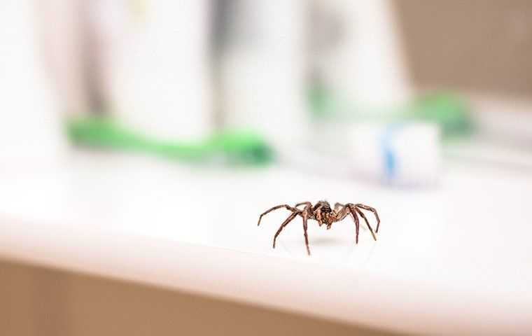 spider crawling on counter top