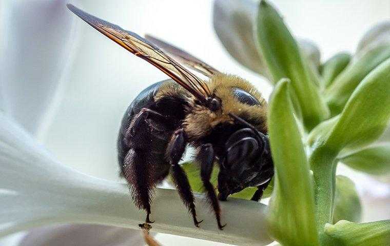 carpenter bee on petunia