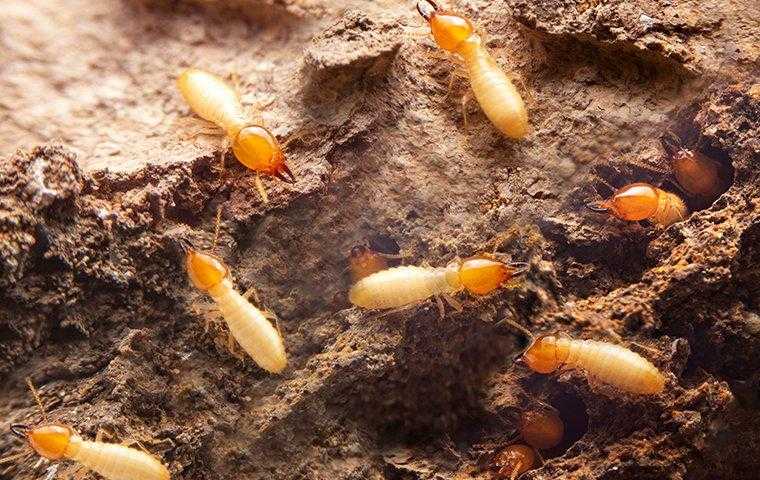 a colony of termites crawling around a mound