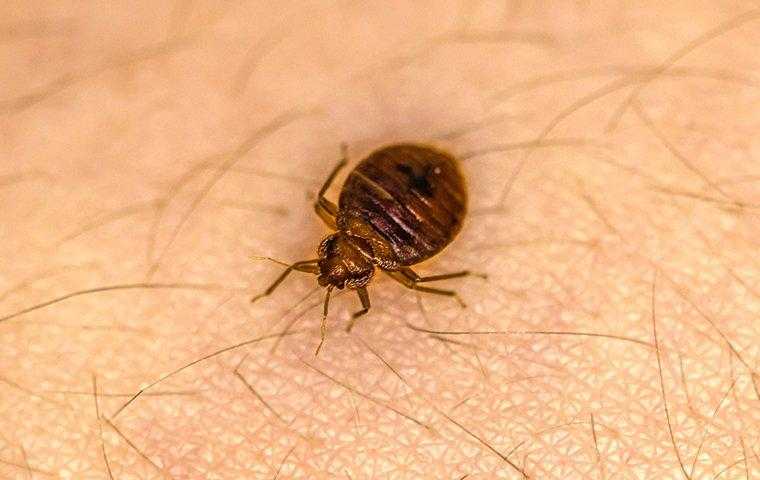 a bed bug crawling on skin