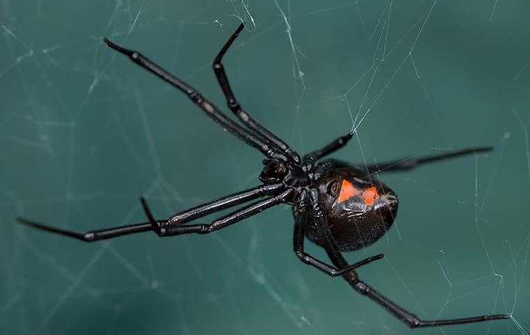 a black widow spider in its web at a home in elizabeth city north carolina