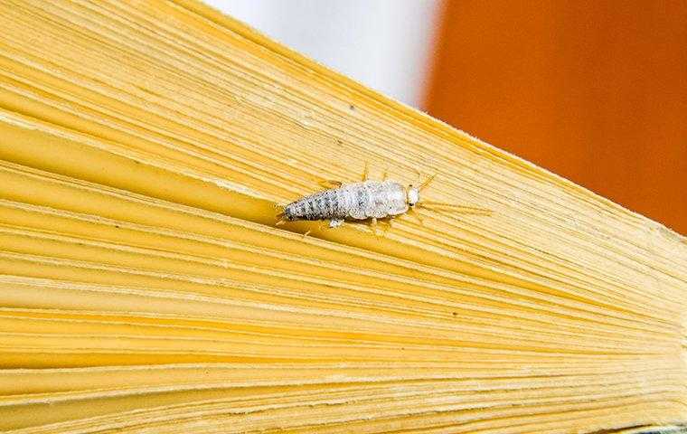 a silverfish crawling on the pages of a book