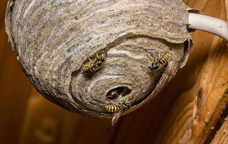 stinging insects on a nest