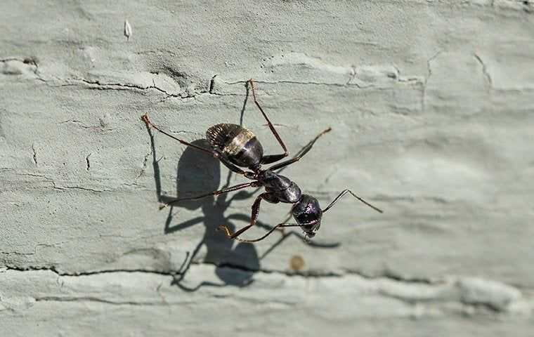 carpenter ant on outside of home