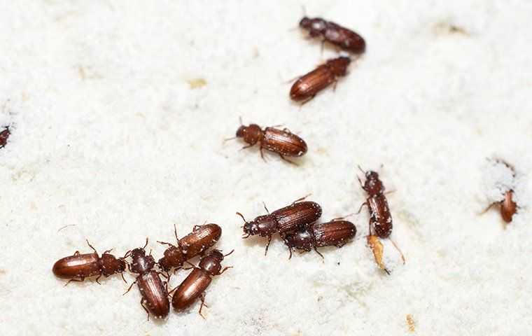 group of flour beetles