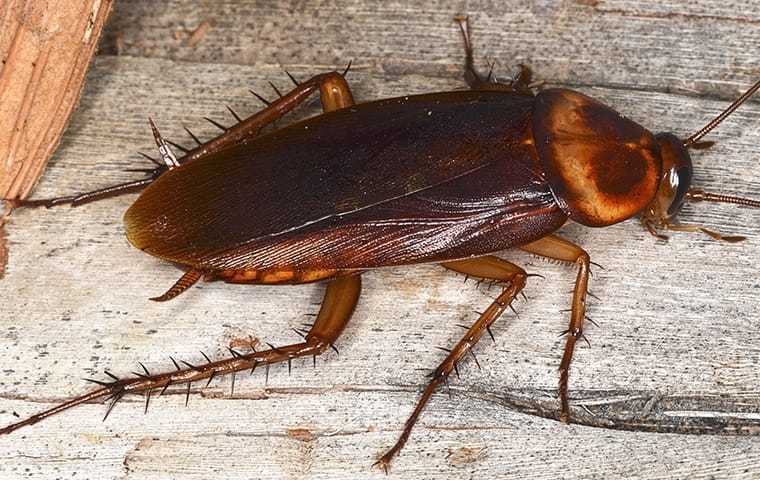 an american cockroach on wood