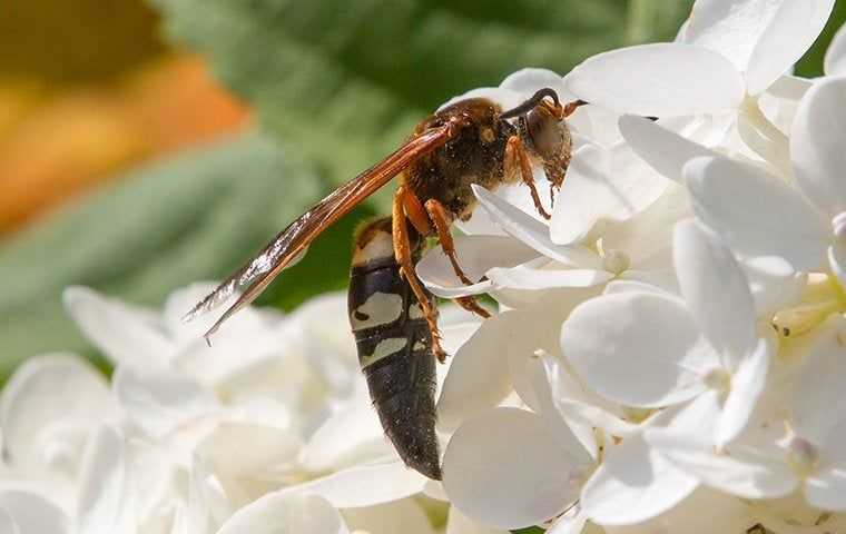 cicada killer on white flowers