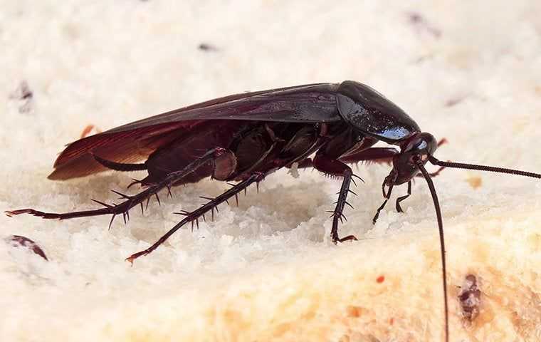 a smokybrown cockroach