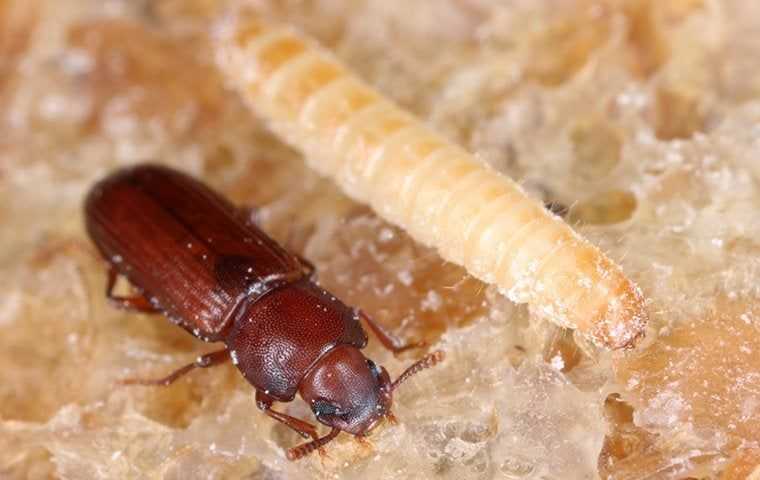 a confused flour beetle and larvae