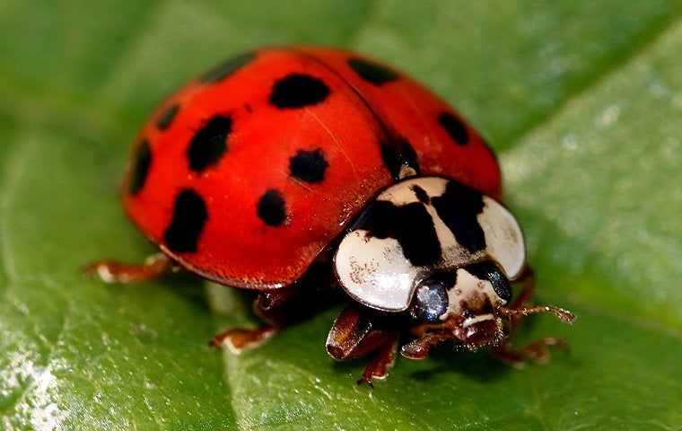 a lady beetle up close