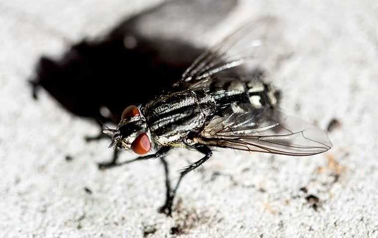 a house fly 