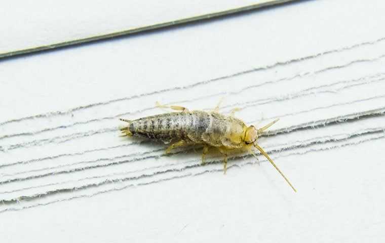 a silverfish on paper