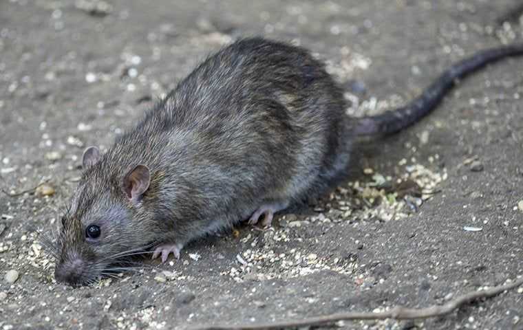 norway rat on the ground