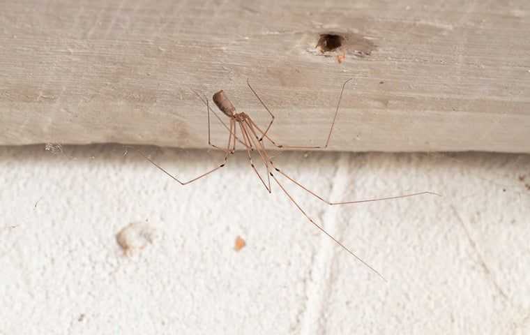 daddy long leg spider in a home