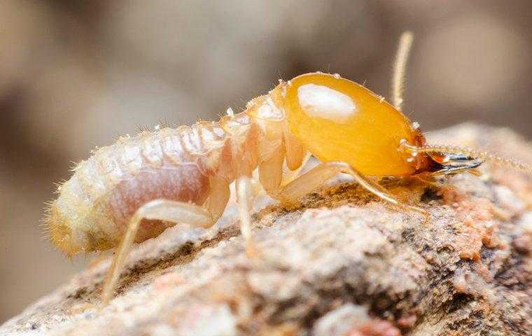 a termite crawling on wood