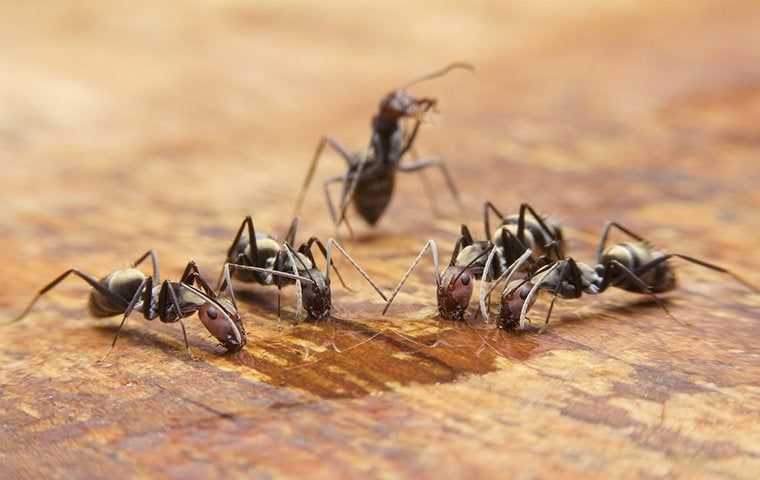 ants drinking on table