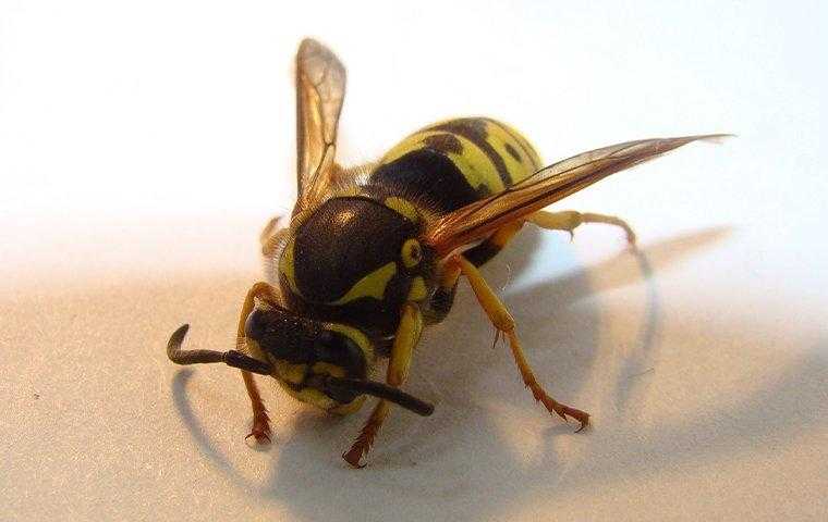 a wasp inside a home