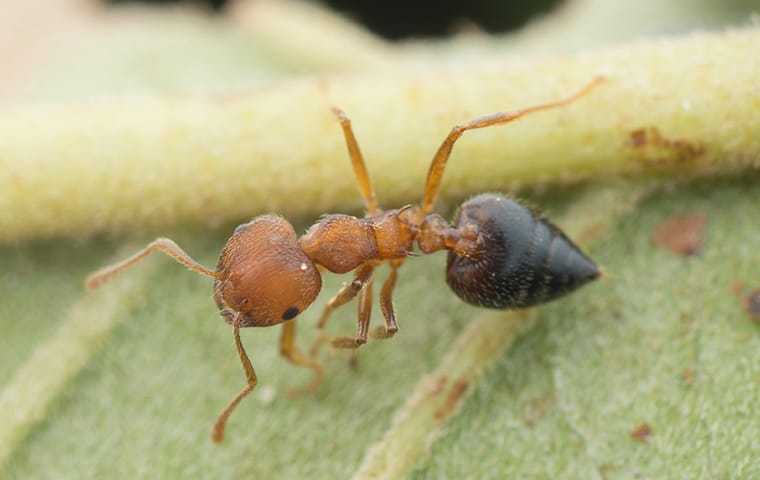 acrobat ant on a leaf