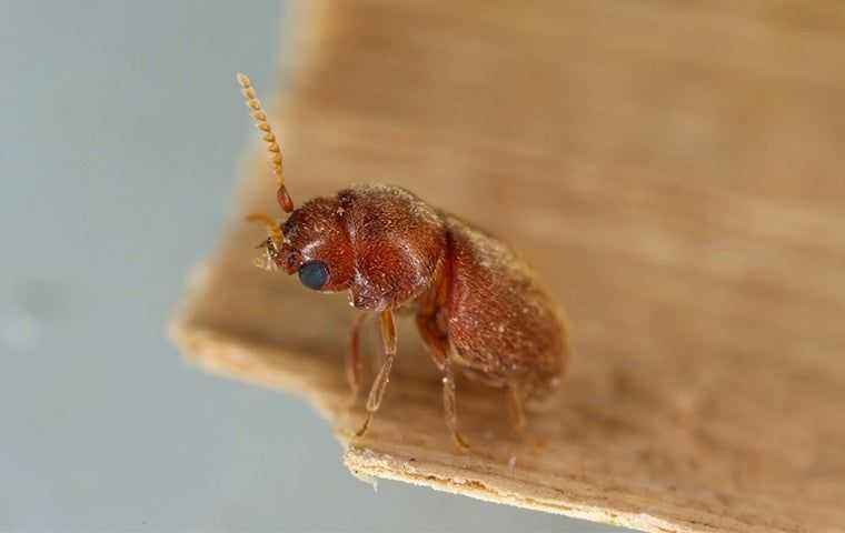 a pantry pest in a home