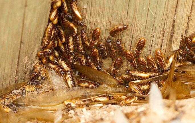 termite swarmers crawling on wood wall