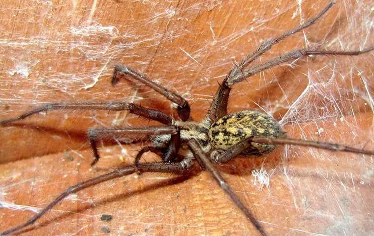 hobo spider in a home