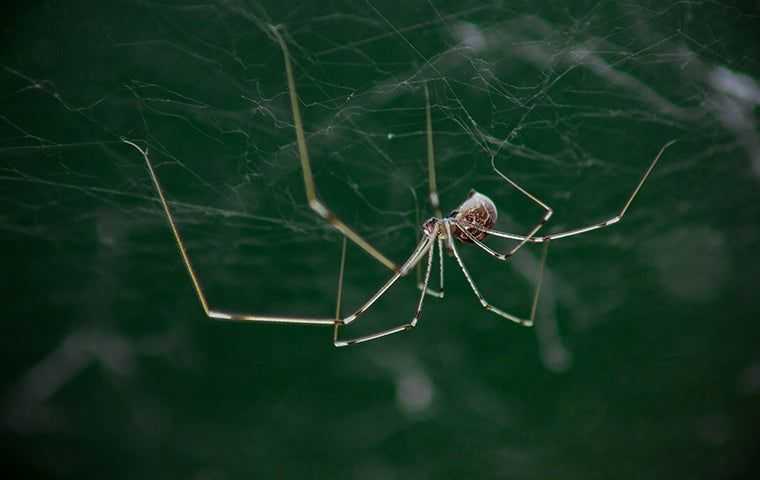 daddy long legs in web
