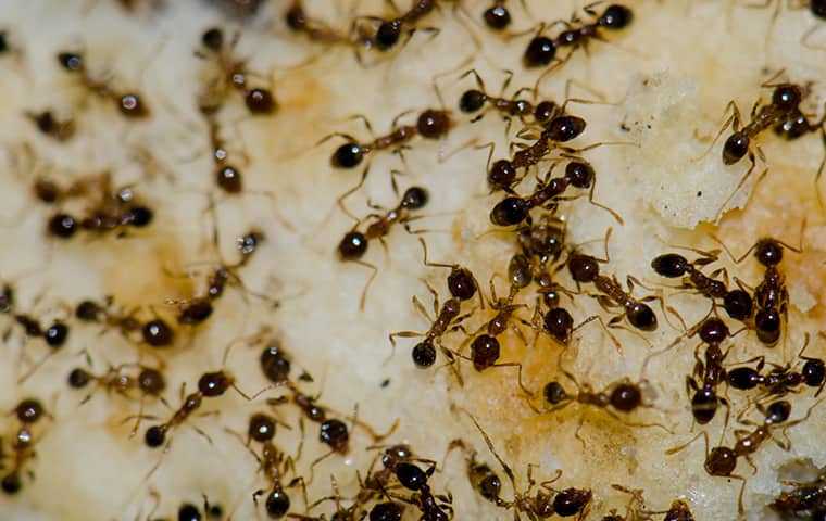 ants on piece of food