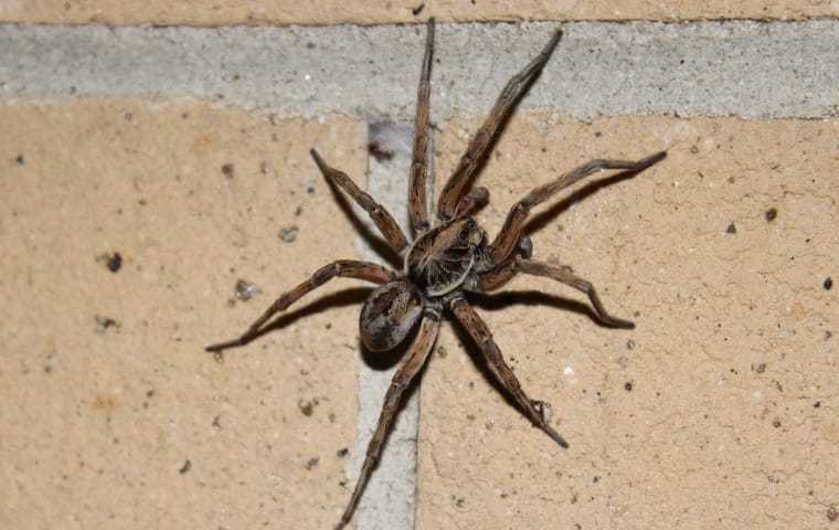 a wolf spider on a brick wall