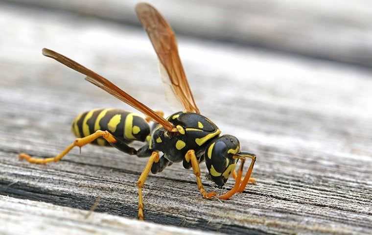 a paper wasp on a board
