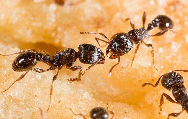 a colony of pavement ants on a piece of fruit