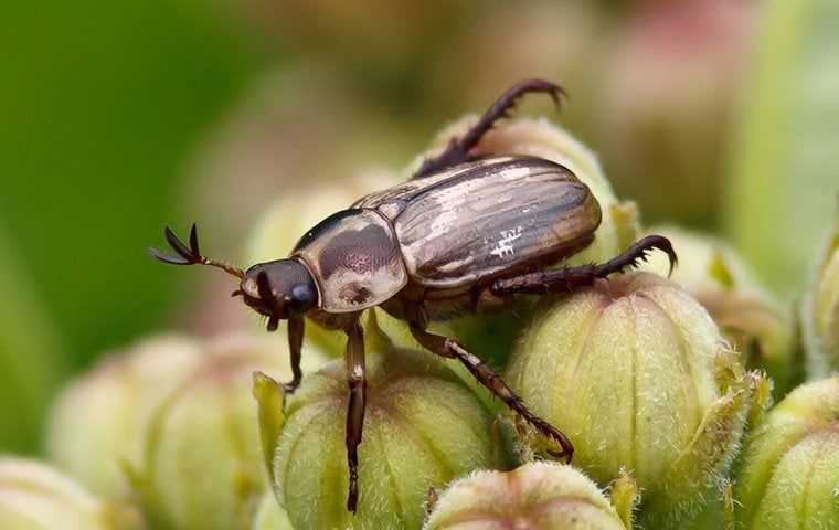an oriental beetle on plants