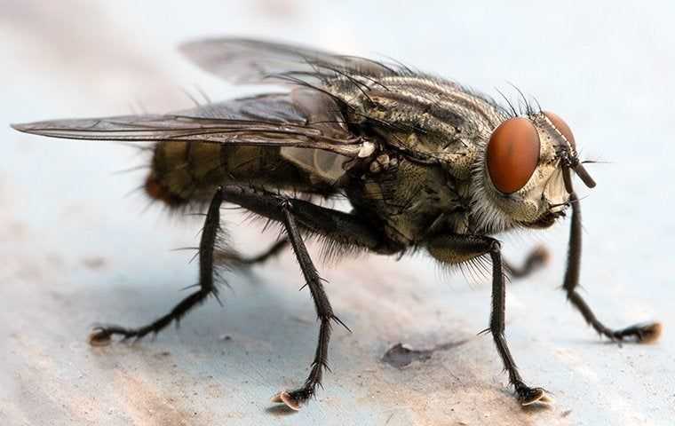cluster fly up close