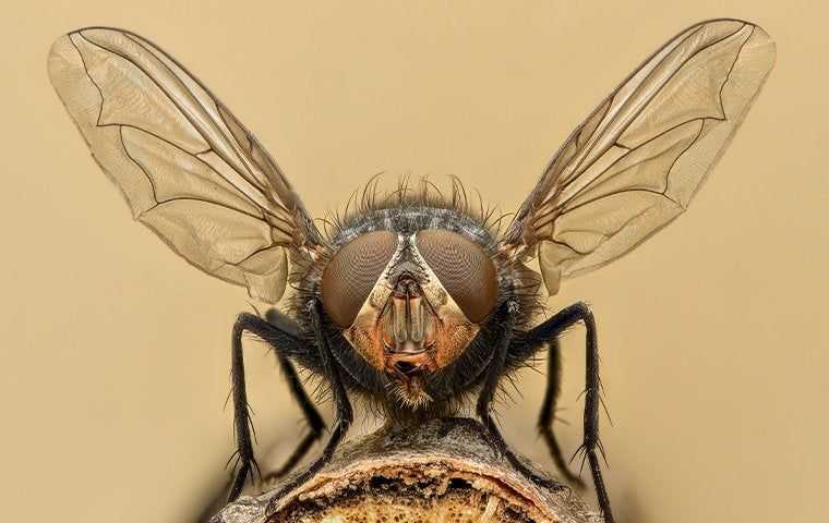 close up of fly
