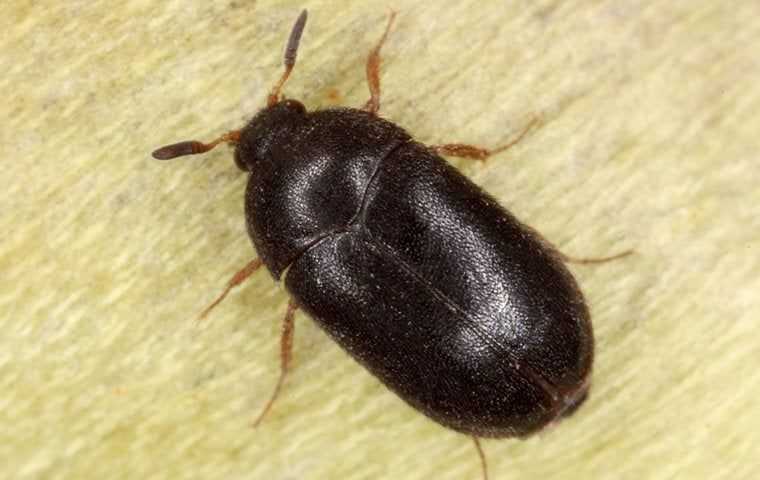 a black carpet beetle up close