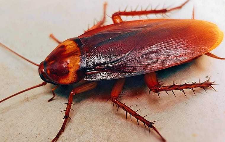 an american cockroach up close