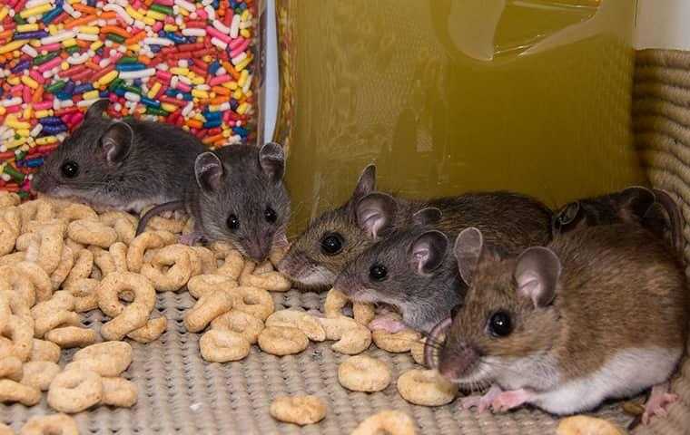 mice in cereal