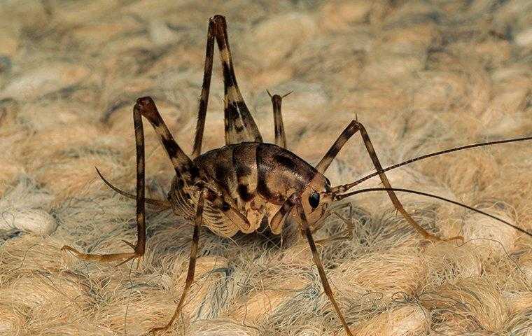 a camel cricket sitting on a carpet in a home